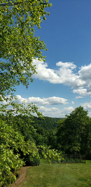 Green trees silhouetted against a blue sky with scattered clouds. Photo by Carter Davis on Unsplash. 